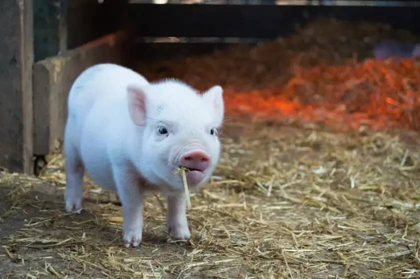 Cijena prasića u Republici Srpskoj skočila sa 5,5 na 8 KM/kg: Porast cijene prasića zbog dijaspore, svadbi i pečenjara