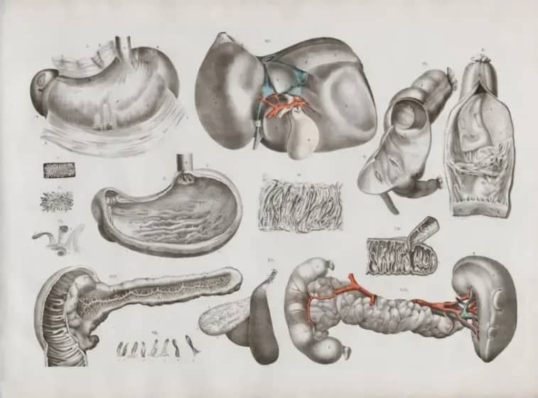 GIST: Simptomi, uzroci i lečenje gastrointestinalnih stromalnih tumora — kako prepoznati i šta očekivati