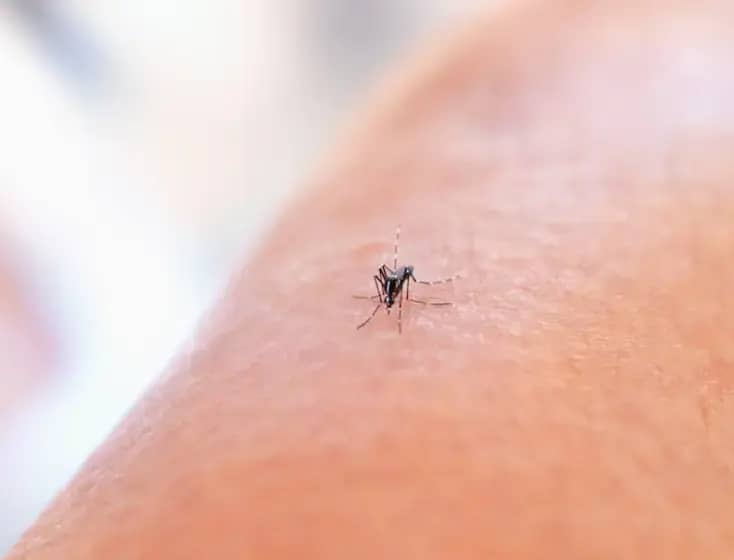 Skiterov sindrom: Kako prepoznati i liječiti ozbiljnu alergiju na ujed komarca — simptomi, otok, svrab, prevencija