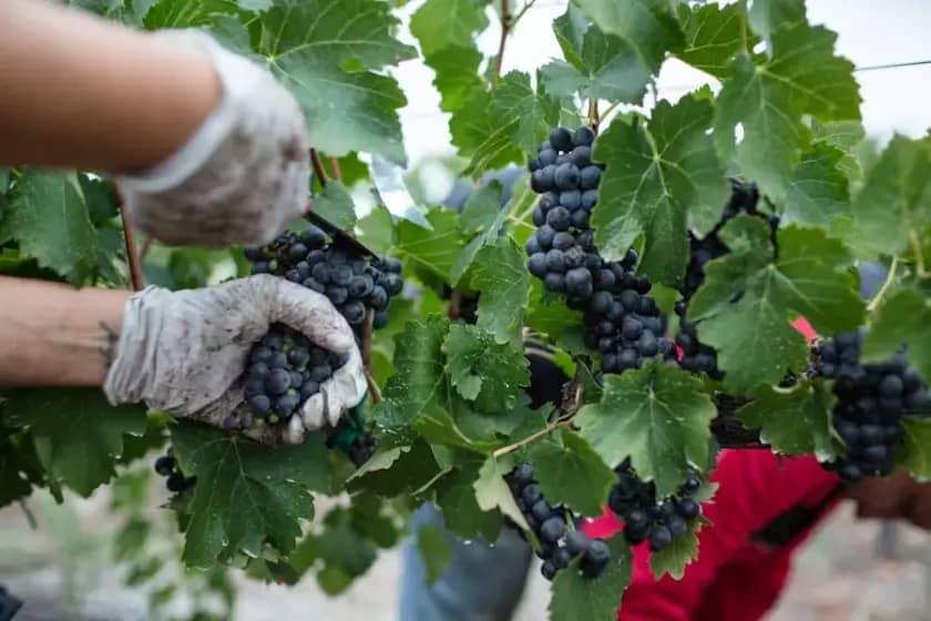Berba grožđa u Hercegovini 2025: visoke cijene žilavke, savjeti za podrum i sušenje smokava