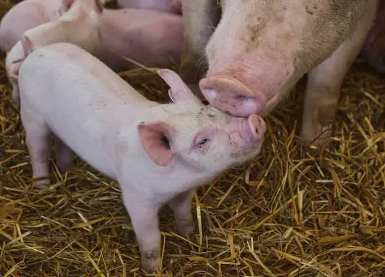 Cijene prasića u Srpskoj ponovo pale: Kilogram žive vage oko 6 KM, šta će biti do praznika?