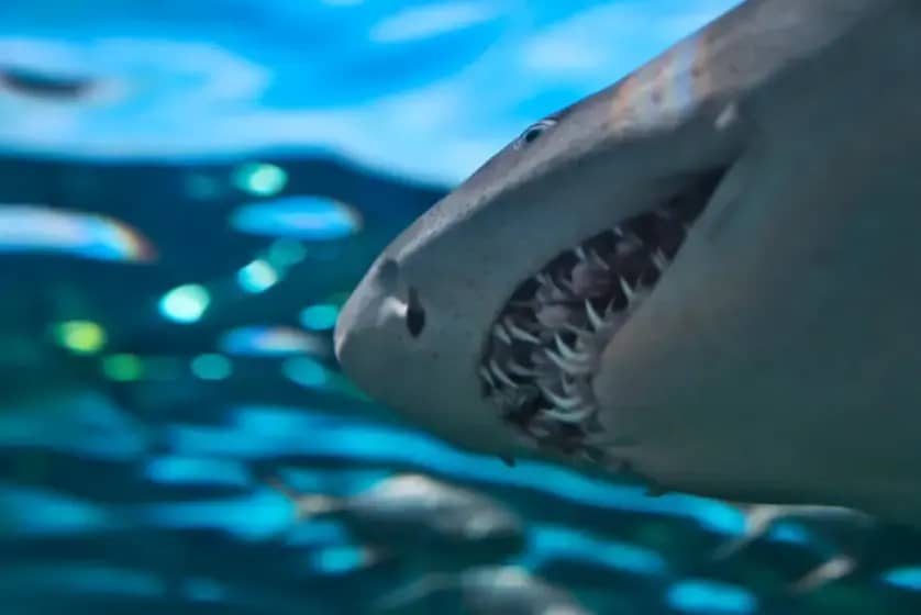 Kiselost mora razara zube ajkula: Ocean acidification prijeti ishrani i opstanku ajkula