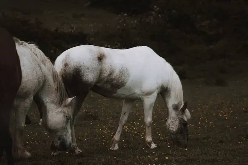 AI balon pred pucanjem? Nvidia, Nasdaq i 500 AI unicorna izazivaju pad od preko 1 bilion dolara