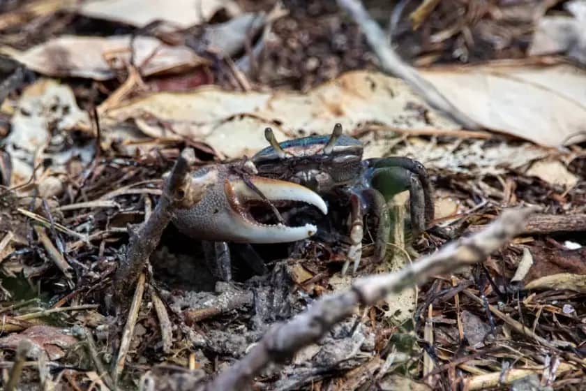 Skandal na blatu Ria Formosa: Robot Wavy Dave napadnut i uništen od mužjaka fidlarskih rakova u sezoni parenja