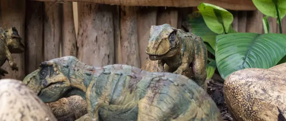 Aalborg Zoo traži donacije neželjenih ljubimaca: Hoće li im dati vašeg zeca ili pilića?