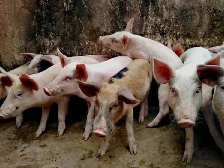 Hitno: Afrička kuga svinja u Srpcu — potvrđeni slučajevi u dva zaražena sela blizu granice