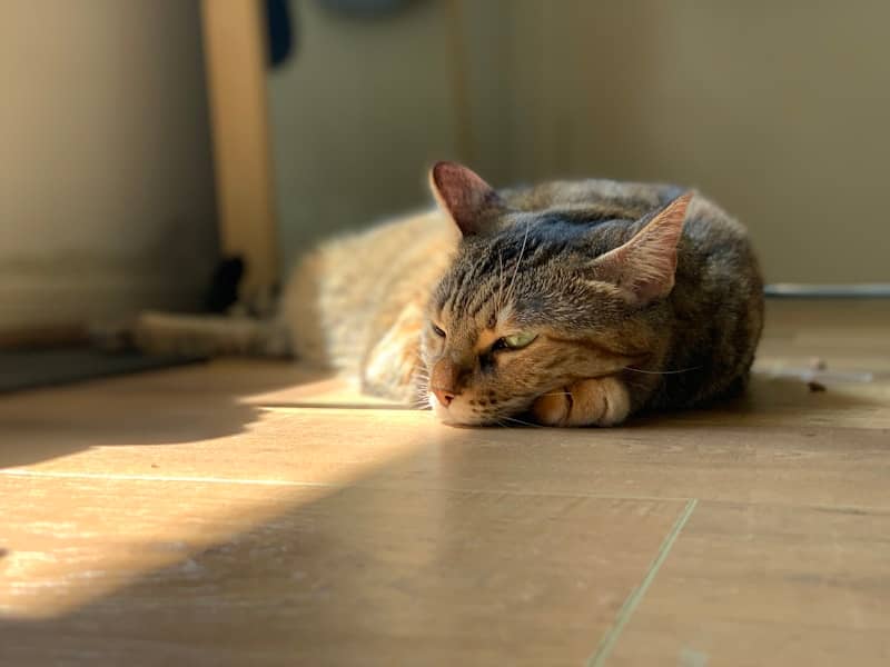 Toplotna iscrpljenost: Prepoznajte simptome i sprečite ozbiljne posledice