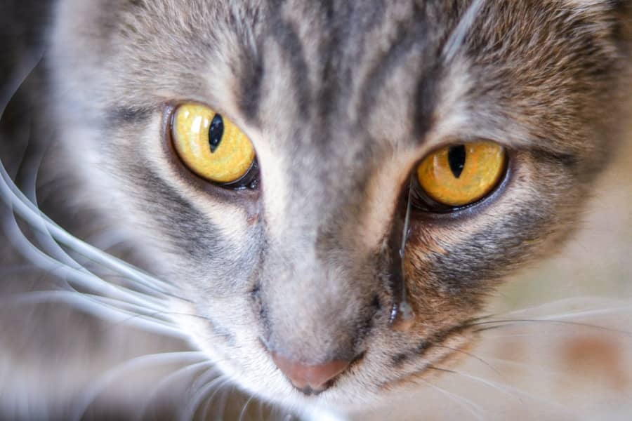 Najčešće infekcije oka i simptomi koje oftalmolog upozorava da ne smijete zanemariti ovog ljeta
