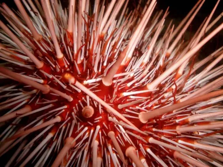 Ubod morskog ježa: Simptomi, prvi znakovi i hitna pomoć kako spriječiti komplikacije