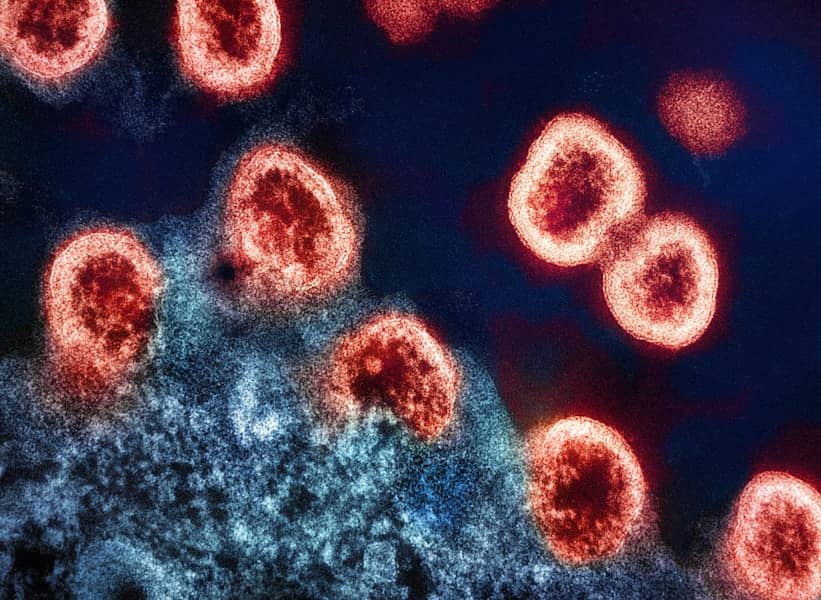 Kongo-Krimska hemoragijska groznica: Simptomi, prenos, rizici i prevencija od smrtonosne bolesti krpelja