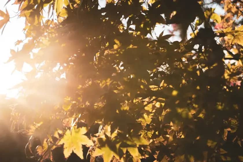 Veoma toplo i sunčano u Republici Srpskoj i FBiH uz porast temperature i jugozapadni vjetar