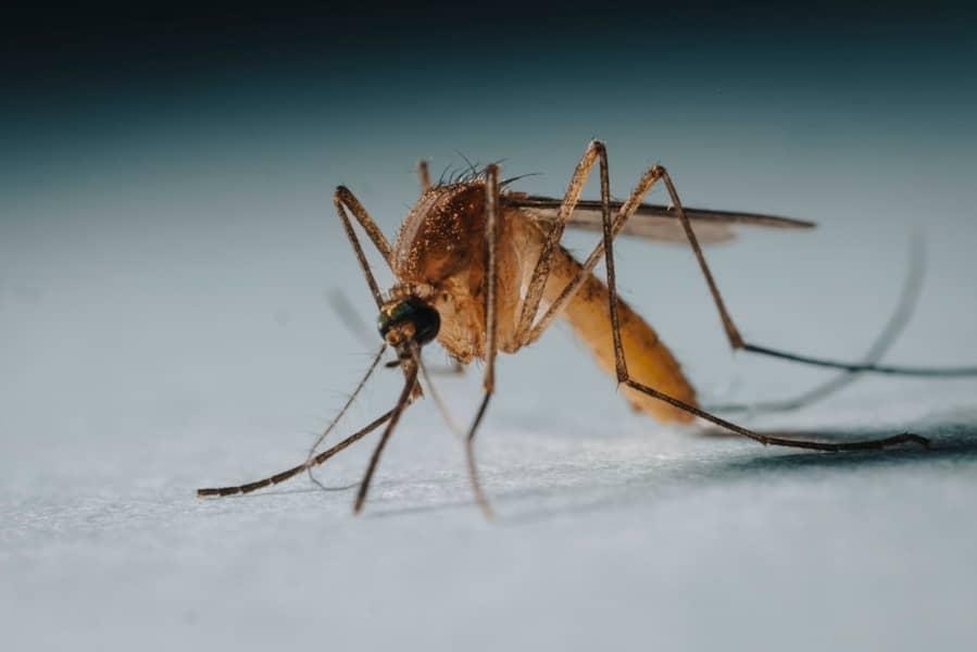 Virus Čikungunja u Srbiji: Prvi Slučajevi, Simptomi, Prenos i Kako Se Zaštititi od Komaraca