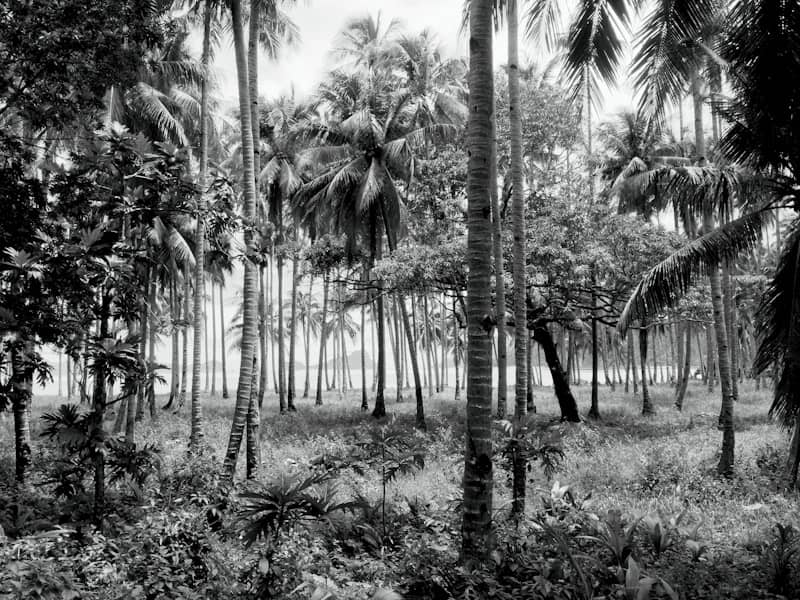 Kako se Zaštititi od Tropskih Bolesti: Vakcinacija, Preventivna Terapija i Putna Apoteka za Bezbrižan Odmor