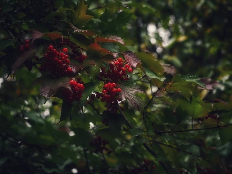 Specijalni izaslanik SAD Steve Witkoff stigao u Moskvu pred Trumpov ultimatum Rusiji oko Ukrajine