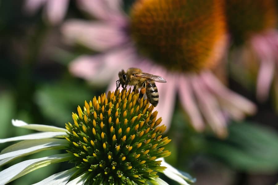 Ambrozija alarm: Polen 7× iznad granice — simptomi, savjeti i vakcinacija protiv alergije