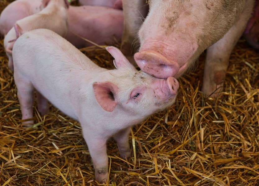 Cijene prasića u Srpskoj ponovo pale: Kilogram žive vage oko 6 KM, šta će biti do praznika?