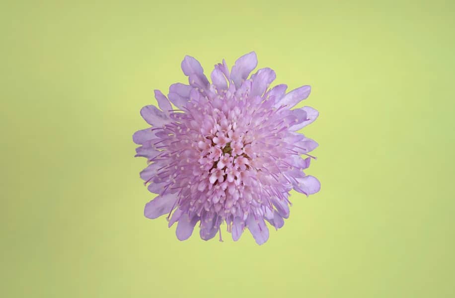 Ambrozija i alergija: koliko polena je opasno, simptomi, hrana koja pogoršava i kako se zaštititi