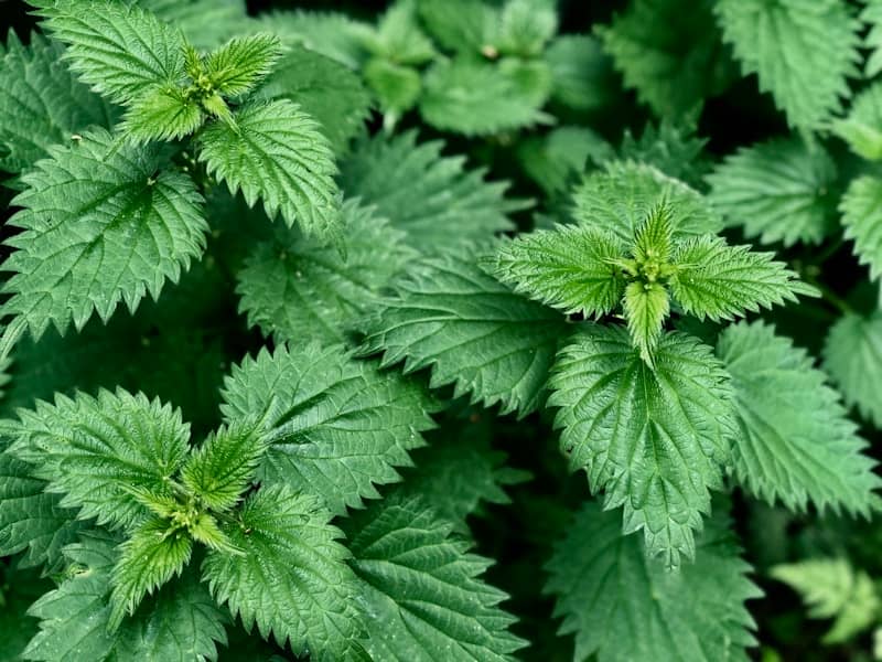 Otrovne biljke u Srbiji: 7 najčešćih uzročnika osipa i koprivnjače koje morate izbjegavati