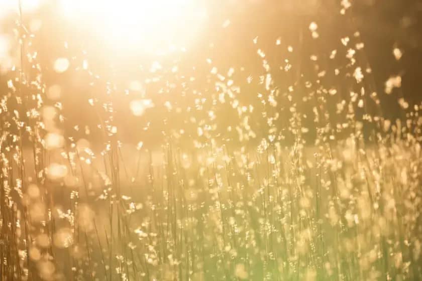 ACHOO sindrom: Zašto gledanje u sunce izaziva fotografski refleks kijanja i kako ga sprečiti