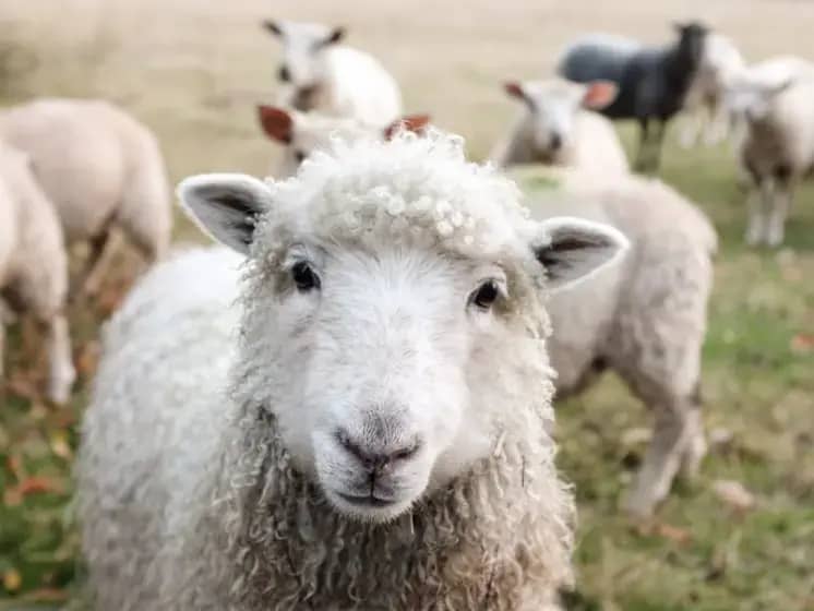 Upozorenje: Bruceloza u Istočnom Sarajevu — Veterinarska inspekcija nalaže nalaz pri kupovini jagnjadi, jaradi i prasadi