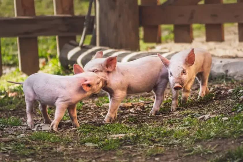 Cijene prasića u Srpskoj skaču pred Božić: Kilogram žive vage ide i do 10-13 KM