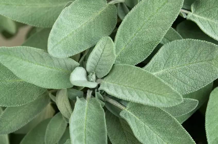 Žalfija (Salvia officinalis): Moćna lijekovita biljka koja liječi upale, reguliše znojenje i čisti organizam