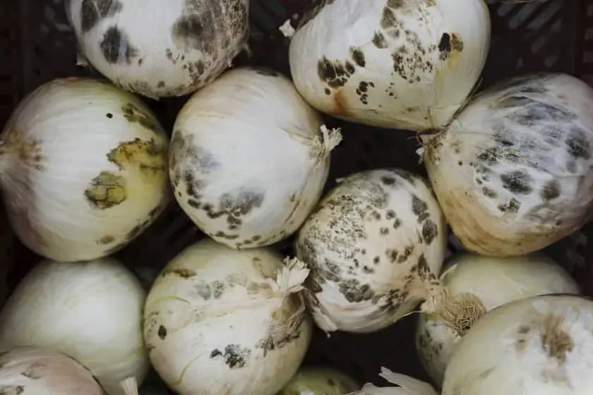 Kako razlikovati fermentaciju od kvarenja hrane i izbjeći trovanje hranom: plesni, mikotoksini i opasne bakterije