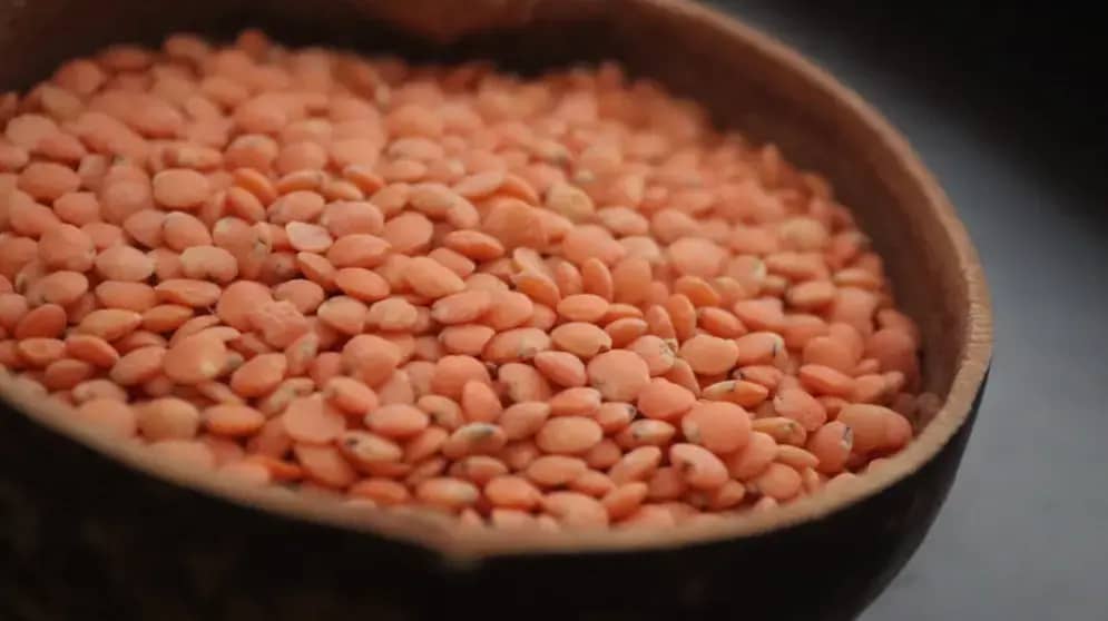 Trovanje ricinom: simptomi trovanja ricinom, uzroci, liječenje i opasnosti ricinusovog ulja