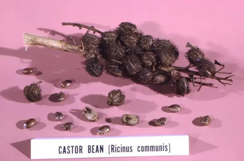 Ricin: Kako prepoznati simptome trovanja, smrtonosna doza i zašto nema leka