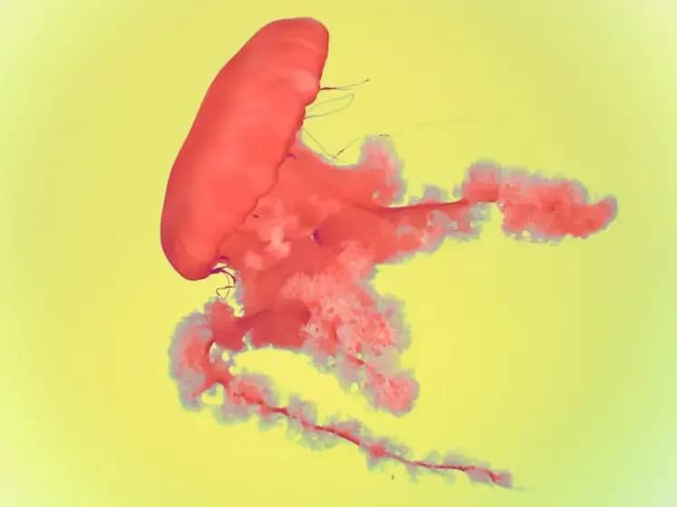 Upala debelog crijeva: Uzroci, simptomi i kako se liječi brzo i efikasno