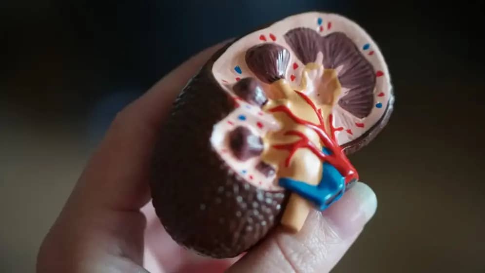 Hronična bolest bubrega: Simptomi koje ne smete ignorisati za prevenciju kardio-renalnog sindroma!