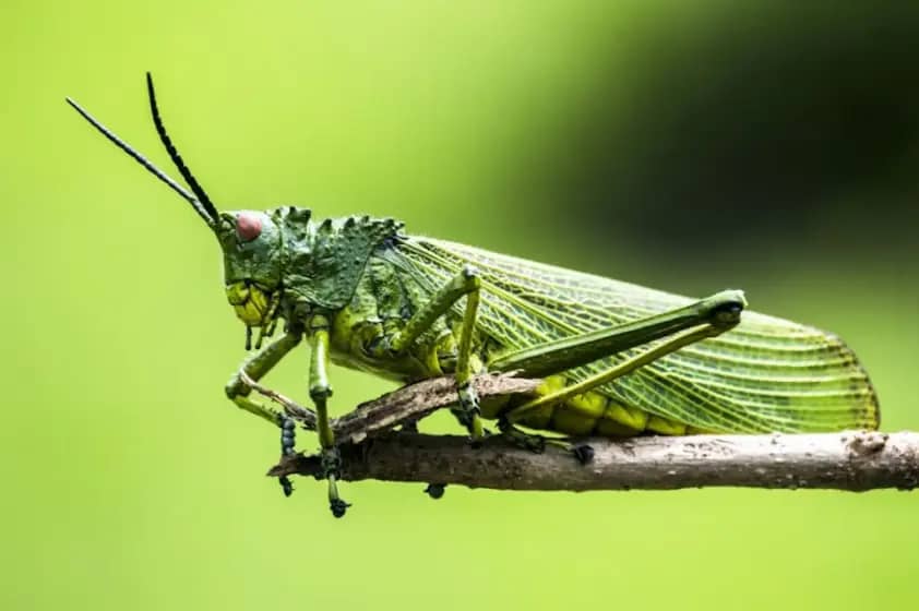 Ovi insekti vas mogu ubosti i izazvati opasnu alergiju – Upoznajte simptome i metode lečenja