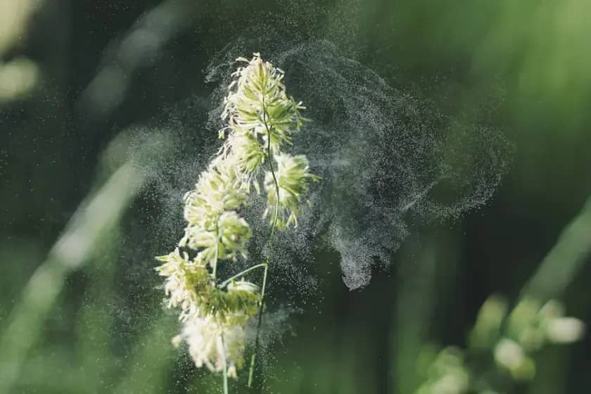 Kako prepoznati i lečiti alergiju na polen breze: Savjeti i simptomi