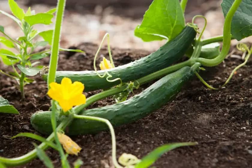 Savjeti agronoma za uspješan uzgoj ljetnih povrtnih kultura i zaštitu maslina u Hercegovini