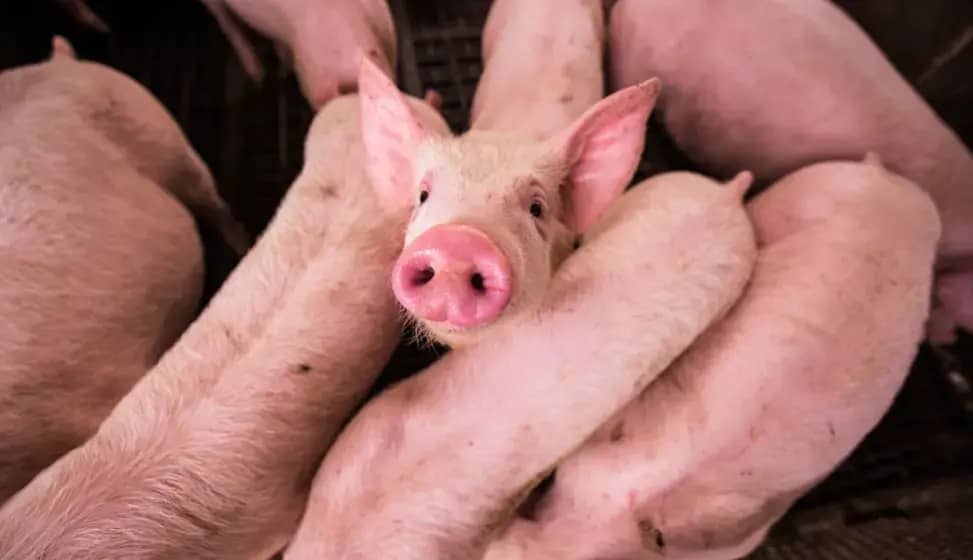 Kako Srpska Primenom Biosigurnosnih Mjera Sprečava Širenje Afričke Kuge Svinja