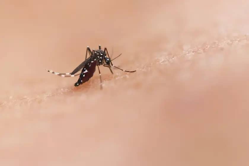 Groznica Zapadnog Nila: Simptomi, težina bolesti i efikasne preventivne mjere protiv komaraca