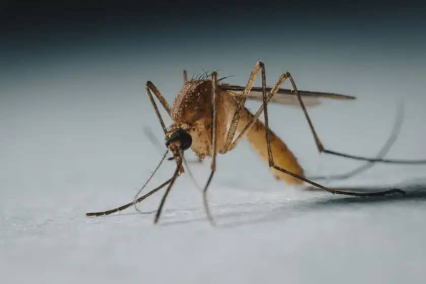 Virus Čikungunja u Srbiji: Prvi Slučajevi, Simptomi, Prenos i Kako Se Zaštititi od Komaraca