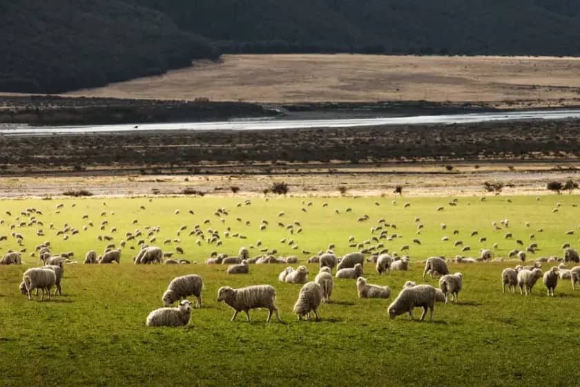 Šakal Napada u Koritniku: Uništio 12 Jagnjadi i Ovcu, Stočari Upozoreni na Porast Napada