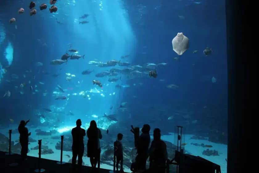Neum Underwater Film Festival 2025: Međunarodni Festival Podvodnog Filma, Ekologije i Umjetnosti na Jadranu