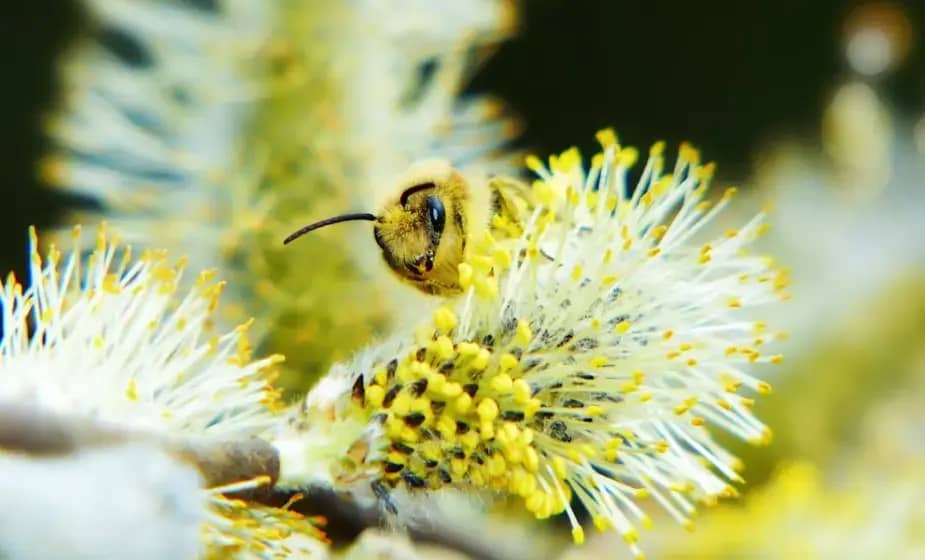 Kako Ambrozija Izaziva Jaku Alergiju: Simptomi, Terapija i Savjeti za Sezonske Tegobe