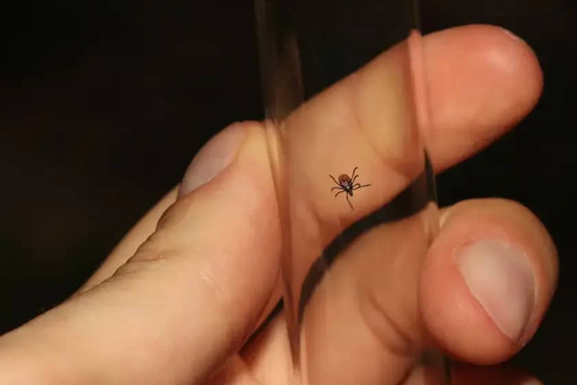 Alfa-gal sindrom: Alergija na crveno meso nakon uboda krpelja — simptomi, rizici i prevencija