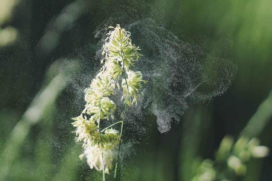 Kako prepoznati i lečiti alergiju na polen breze: Savjeti i simptomi