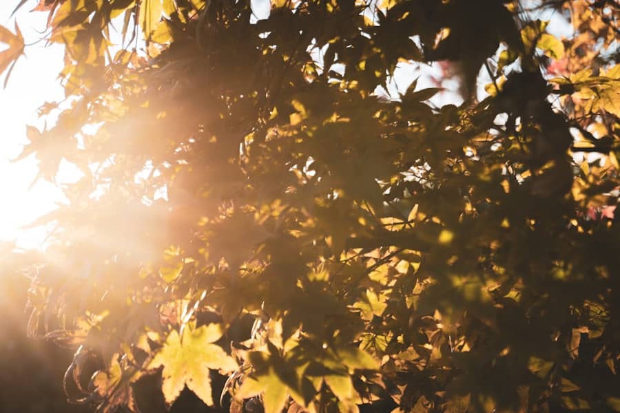 Veoma toplo i sunčano u Republici Srpskoj i FBiH uz porast temperature i jugozapadni vjetar