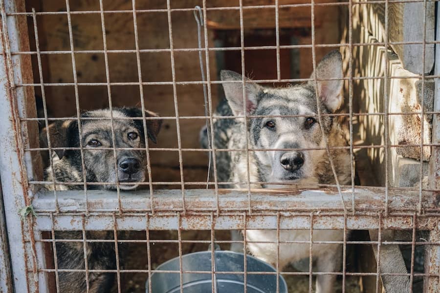 Azil na Manjači dobio tri radnika, ali volonteri tvrde: Psi su i dalje zapostavljeni i gladni