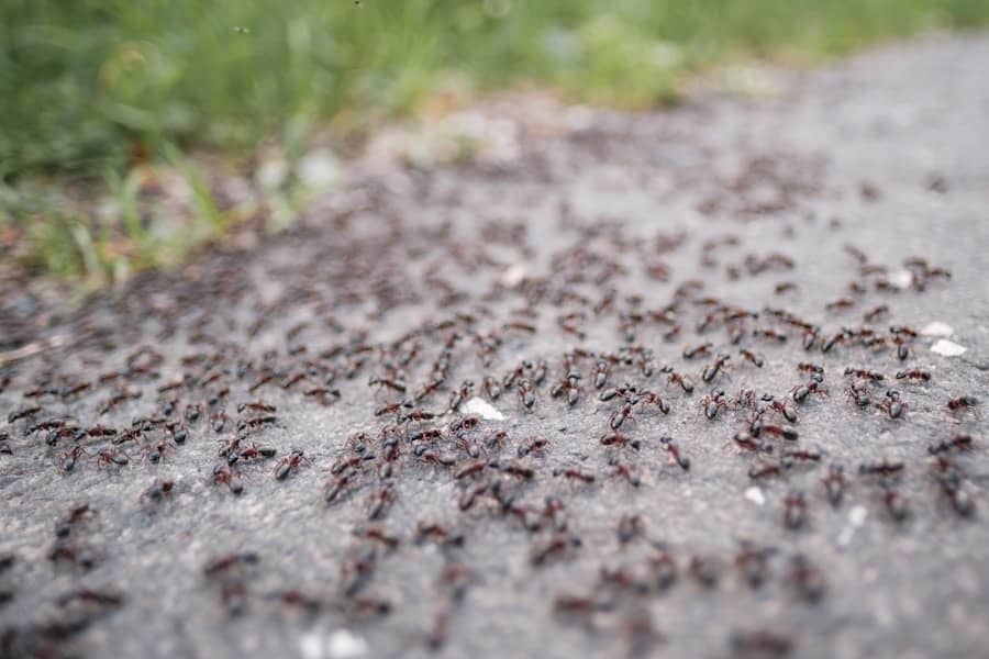 Kako se Efikasno Riješiti Najezde Mrava u Banjaluci? Savjeti i Iskustva Građana