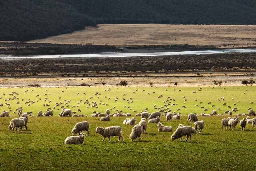Šakal Napada u Koritniku: Uništio 12 Jagnjadi i Ovcu, Stočari Upozoreni na Porast Napada