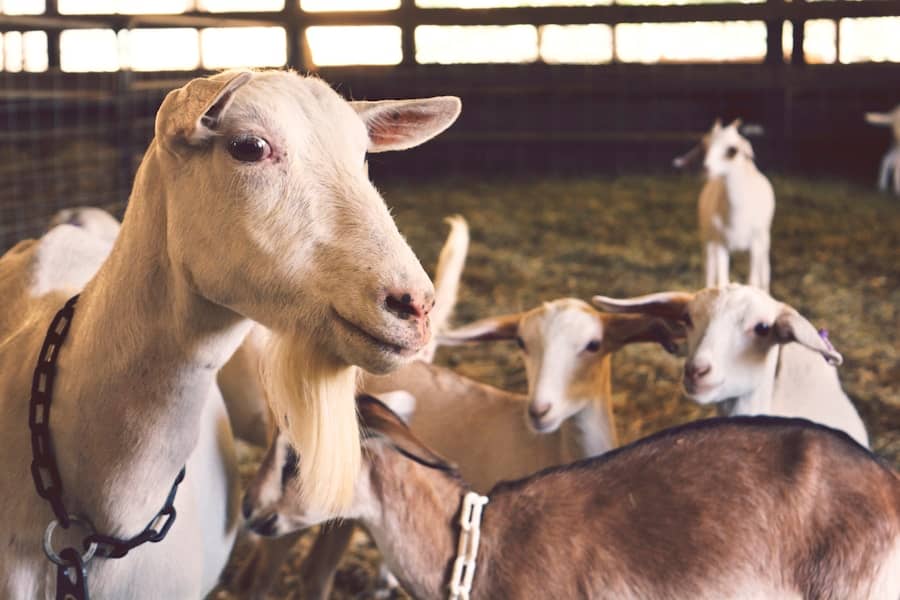 Potvrđeni slučajevi bolesti plavog jezika i bedrenice u Hrvatskoj, BiH bez novih zaraženih: Kontrola uvoza i veterinarske mjere u fokusu
