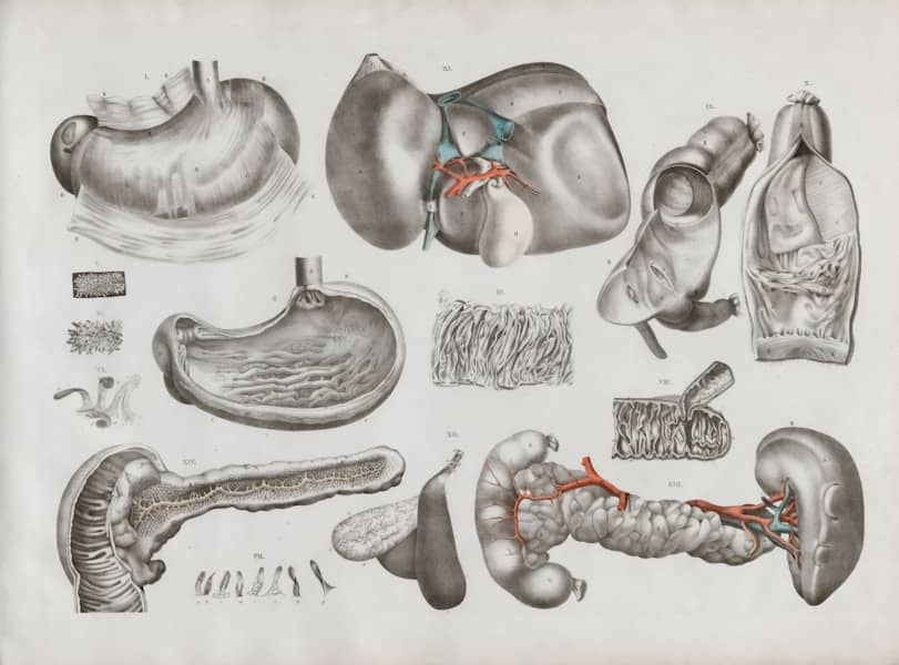 GIST: Simptomi, uzroci i lečenje gastrointestinalnih stromalnih tumora — kako prepoznati i šta očekivati