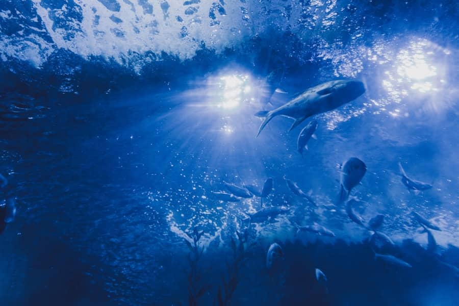 Neum Underwater Film Festival u Neumu: Međunarodni festival podvodnog filma, ekologije i umjetnosti okuplja autore iz 90+ zemalja