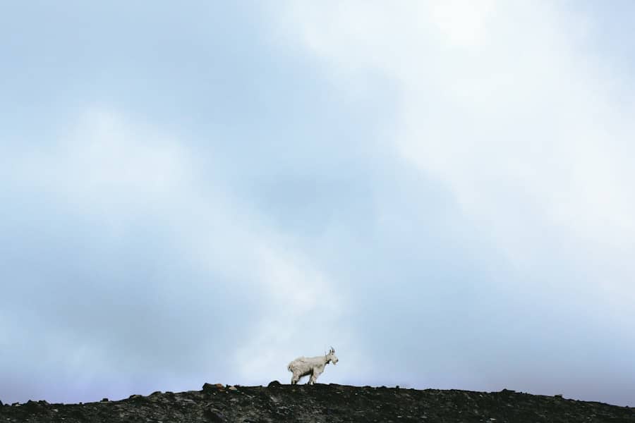 Eurobasket u Tampereu: Crna Gora pobijedila Švedsku 87:81 — Vučević 23, Olmen riješio meč